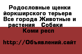 Родословные щенки йоркширского терьера - Все города Животные и растения » Собаки   . Коми респ.